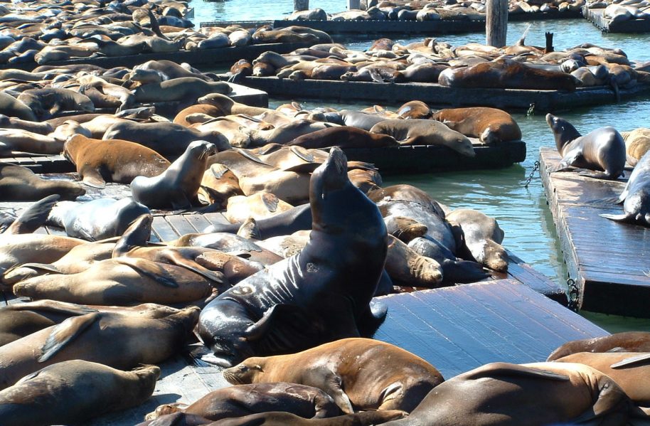 Sealions | Wikicommons