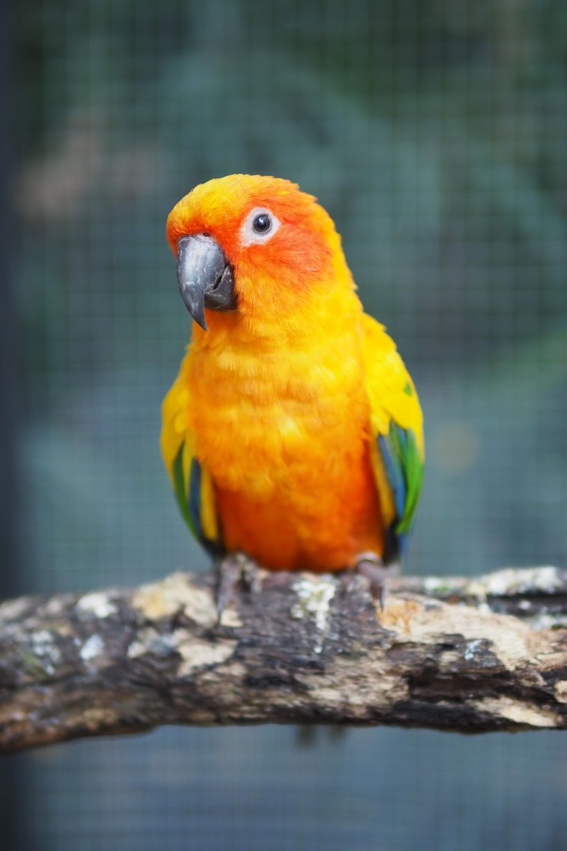 The parrots of telegraph hill, filbert st, bay area