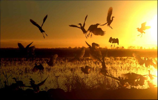 birds at Yolo Bypass Wildlife Area